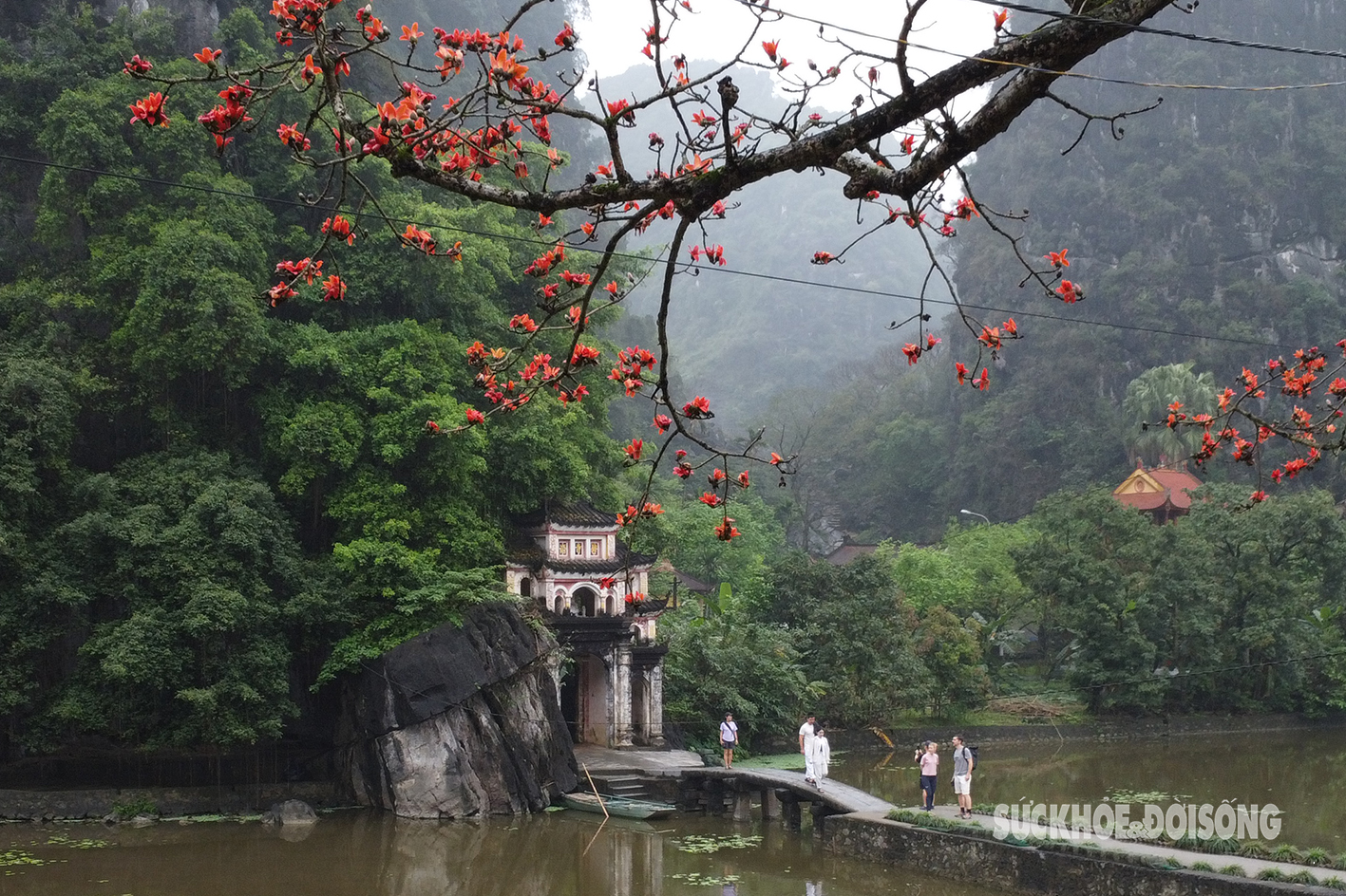 Mê mẩn sắc đỏ của cây gạo trăm tuổi bên mái chùa rêu phong ở Ninh Bình- Ảnh 4.