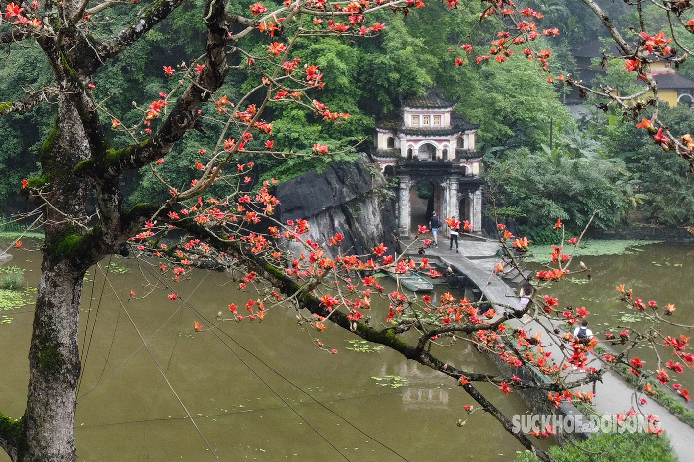 Mê mẩn sắc đỏ của cây gạo trăm tuổi bên mái chùa rêu phong ở Ninh Bình- Ảnh 7.