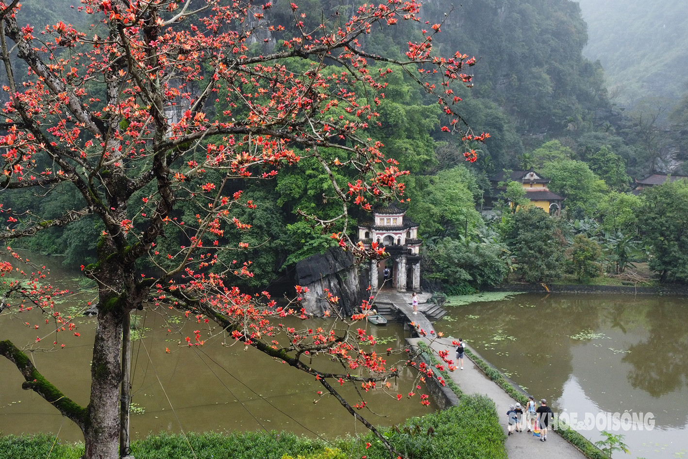 Mê mẩn sắc đỏ của cây gạo trăm tuổi bên mái chùa rêu phong ở Ninh Bình- Ảnh 1.
