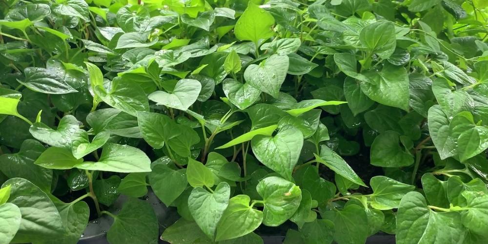 Tác dụng của rau diếp cá