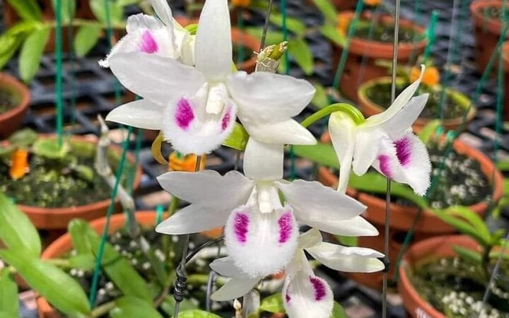 Cơn sốt cây Muội Hồng: Từ loài cây trên vách đá đến thú chơi ở bàn trà- Ảnh 3.