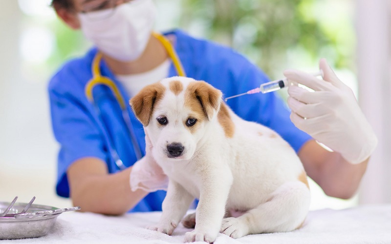 Bị chó mèo cắn nhưng con vật được tiêm phòng thì có cần tiêm vaccine phòng dại không?