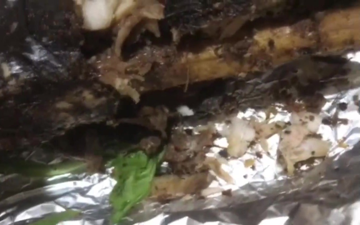 Video: Giật mình món cá lóc nướng có giòi