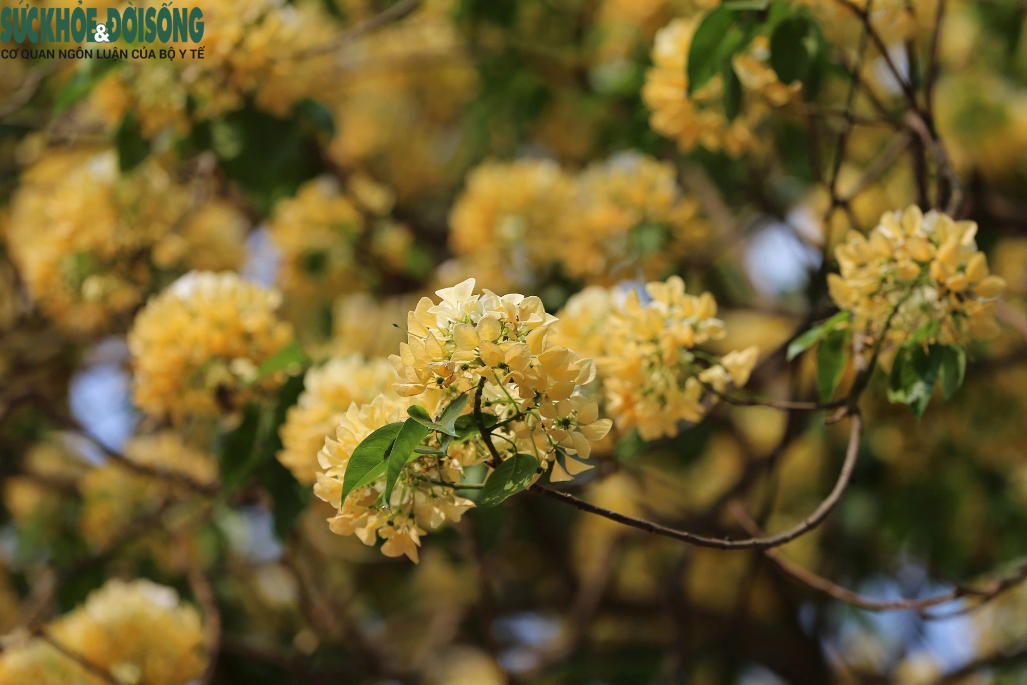 Cây hoa bún hơn 300 tuổi khoe sắc vàng rực một góc phố- Ảnh 7.