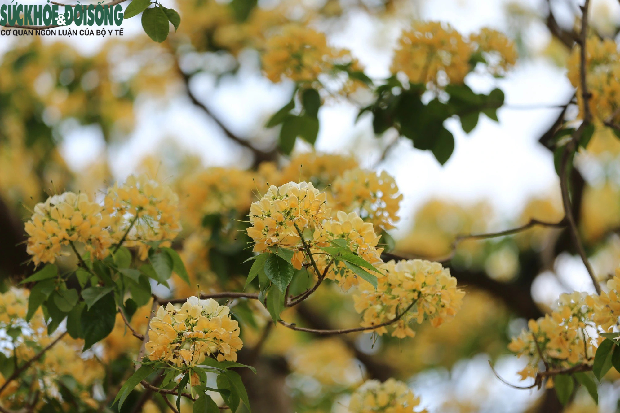 Cây hoa bún hơn 300 tuổi khoe sắc vàng rực một góc phố- Ảnh 8.
