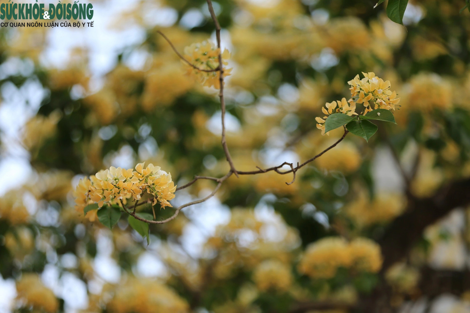 Cây hoa bún hơn 300 tuổi khoe sắc vàng rực một góc phố- Ảnh 9.