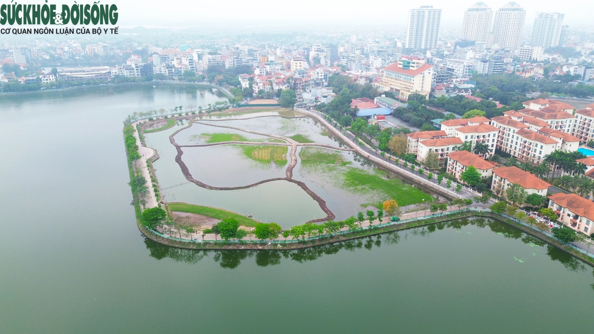 Toàn cảnh các ao, đầm tại Hồ Tây sau khi được bơm nước, trồng sen- Ảnh 2.