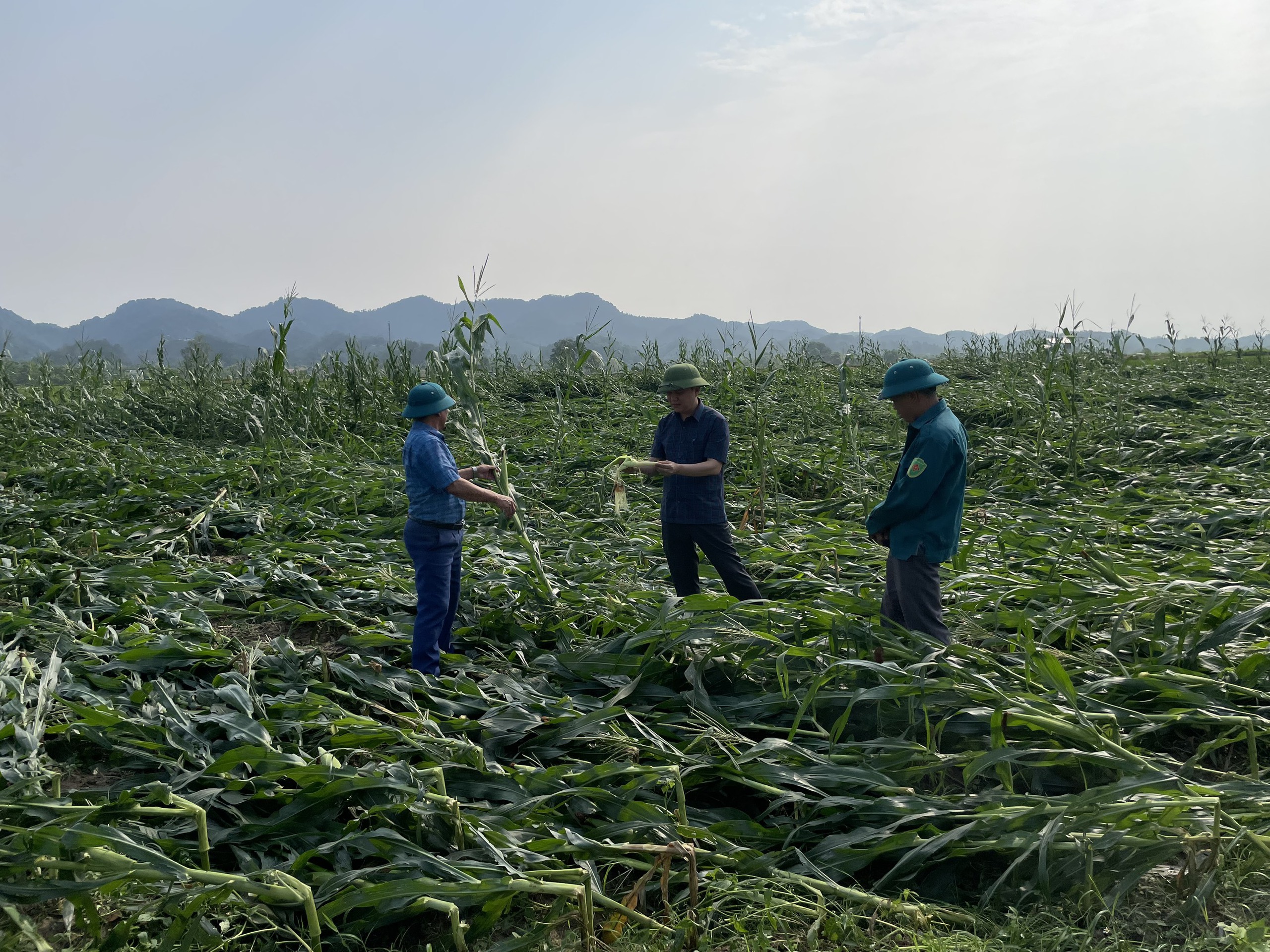 Mưa kèm lốc xoáy 'cuốn bay' gần 60 tỷ ở huyện miền núi Nghệ An- Ảnh 6.