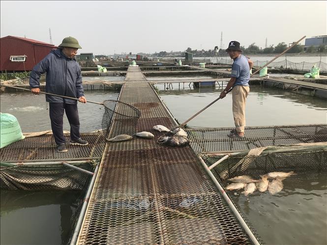 Cá nuôi lồng trên sông Thái Bình chết hàng loạt chưa rõ nguyên nhân- Ảnh 1.