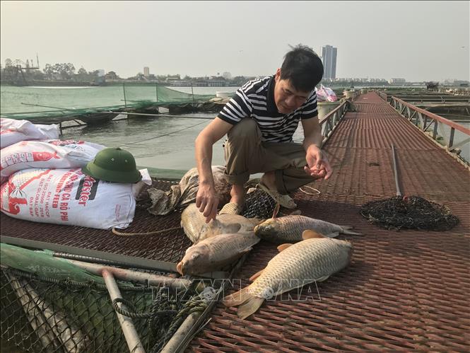 Cá nuôi lồng trên sông Thái Bình chết hàng loạt chưa rõ nguyên nhân- Ảnh 2.