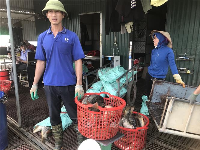 Cá nuôi lồng trên sông Thái Bình chết hàng loạt chưa rõ nguyên nhân- Ảnh 4.