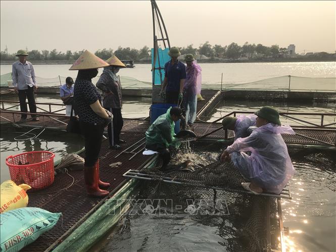 Cá nuôi lồng trên sông Thái Bình chết hàng loạt chưa rõ nguyên nhân- Ảnh 3.
