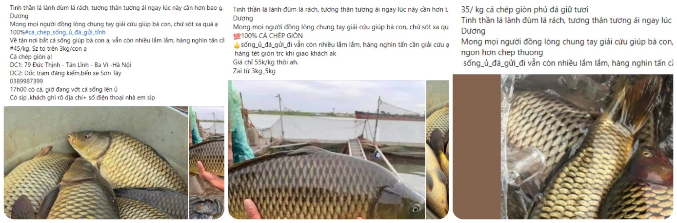 Thận trọng khi mua "giải cứu" cá chép giòn giá 35.000 đồng/kg- Ảnh 1.
