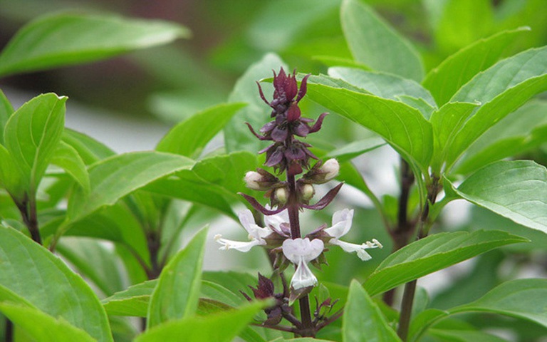 6 bài thuốc chữa bệnh từ húng quế