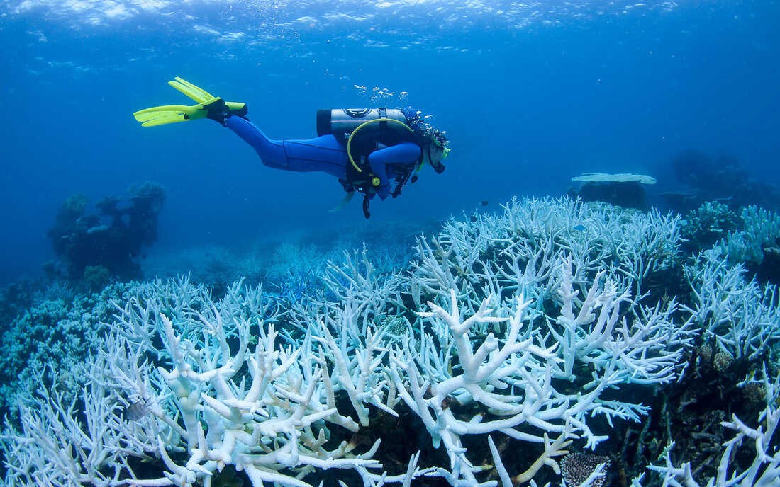 Biến đổi khí hậu khiến các rạn san hô bị 