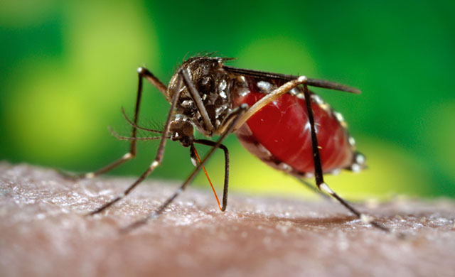 Biến đổi khí hậu làm gia tăng các bệnh do muỗi truyền