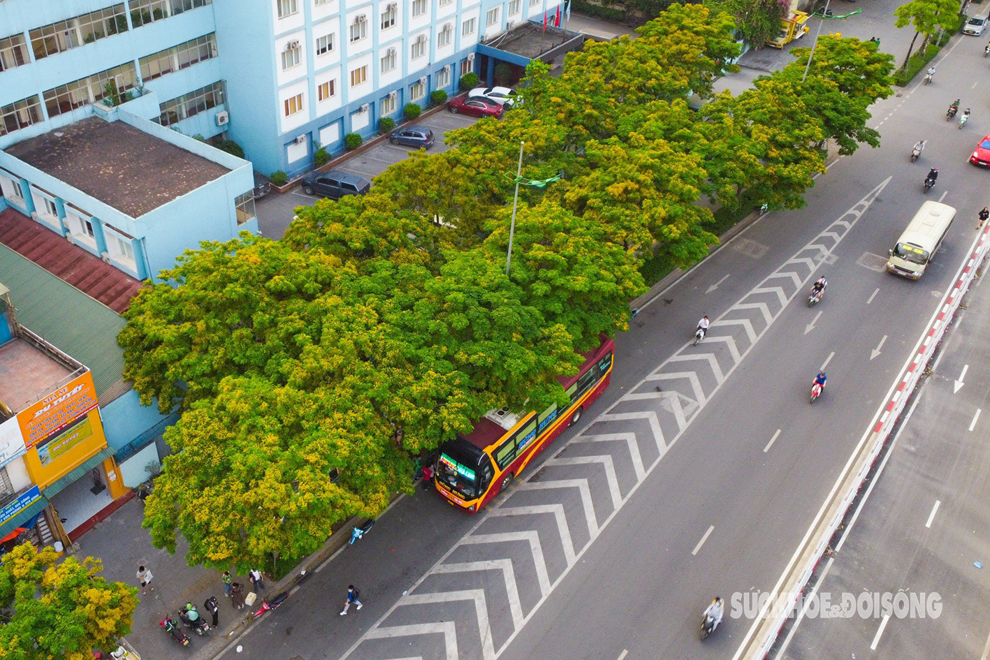 Hoa giáng hương ‘nhuộm’ vàng đường phố Hà Nội- Ảnh 4.