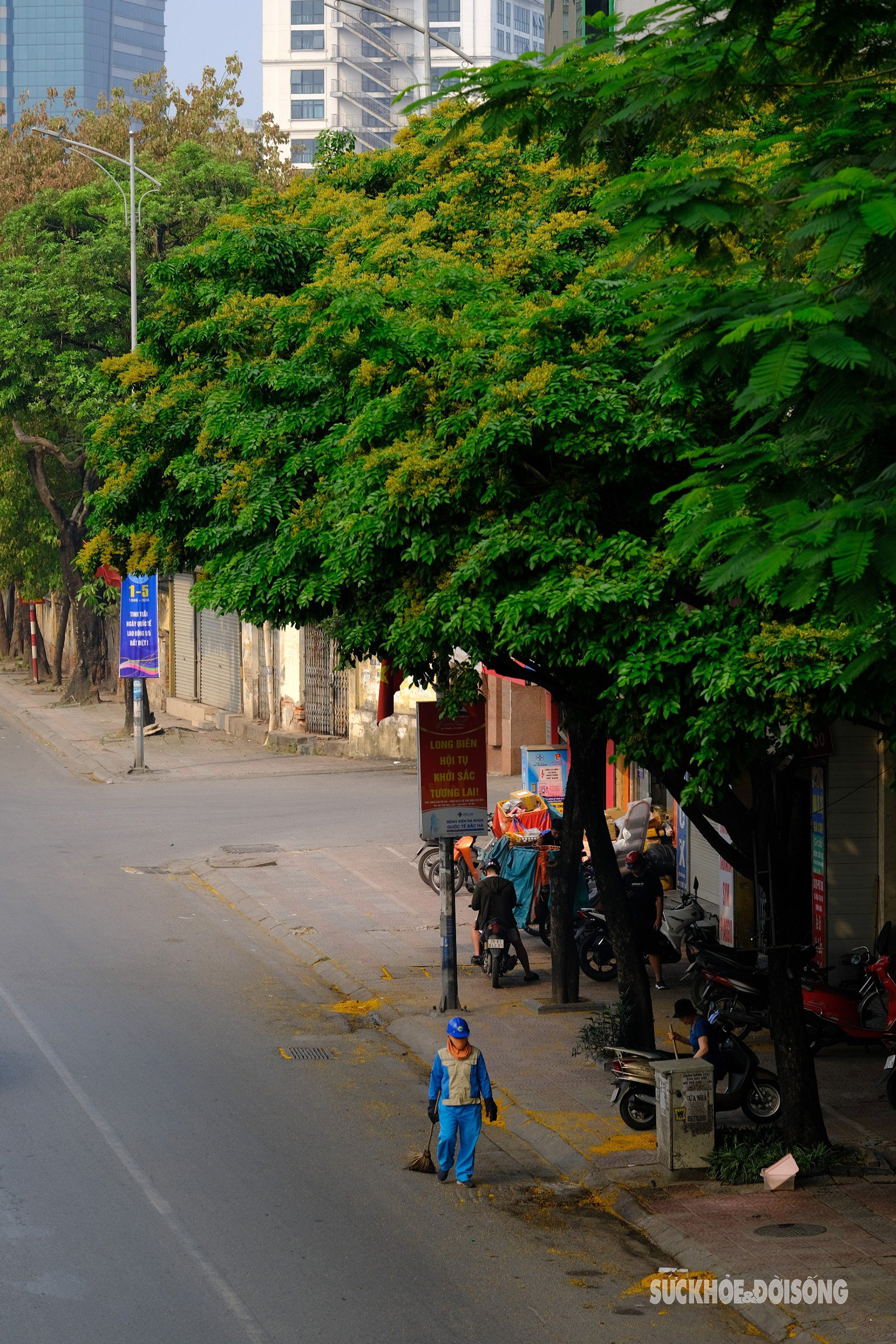 Hoa giáng hương ‘nhuộm’ vàng đường phố Hà Nội- Ảnh 3.