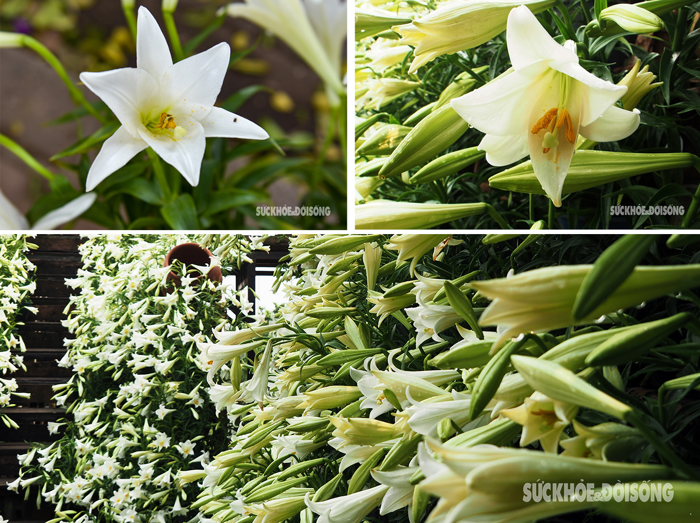 Ngẩn ngơ sắc trắng tinh khôi của hoa loa kèn tháng 4- Ảnh 1.