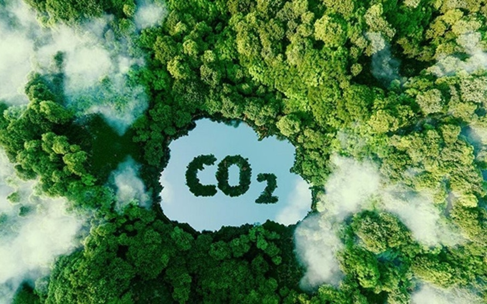 Bán tín chỉ carbon rừng: Ngồi không cũng thu triệu đô?