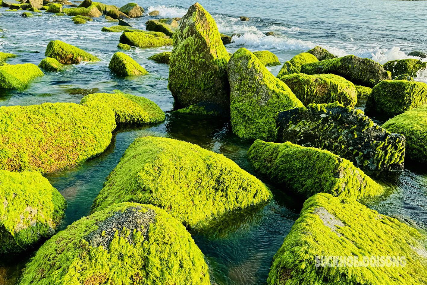 Hút hồn vẻ đẹp rêu xanh phủ kín bãi đá ở Phú Yên- Ảnh 3.