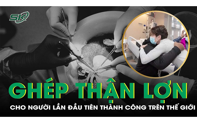 Bệnh nhân đầu tiên được ghép thận từ lợn biến đổi gen đã xuất viện