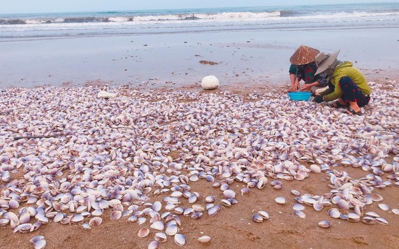 Hàng tấn ngao tím dạt vào bờ biển Hà Tĩnh, người dân đổ xô vớt &quot;lộc trời&quot;