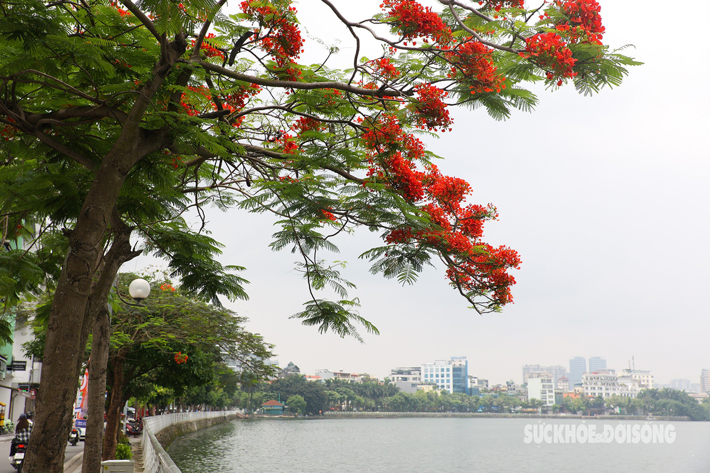 Hoa phượng 'thắp lửa' phố phường Hà Nội- Ảnh 6.