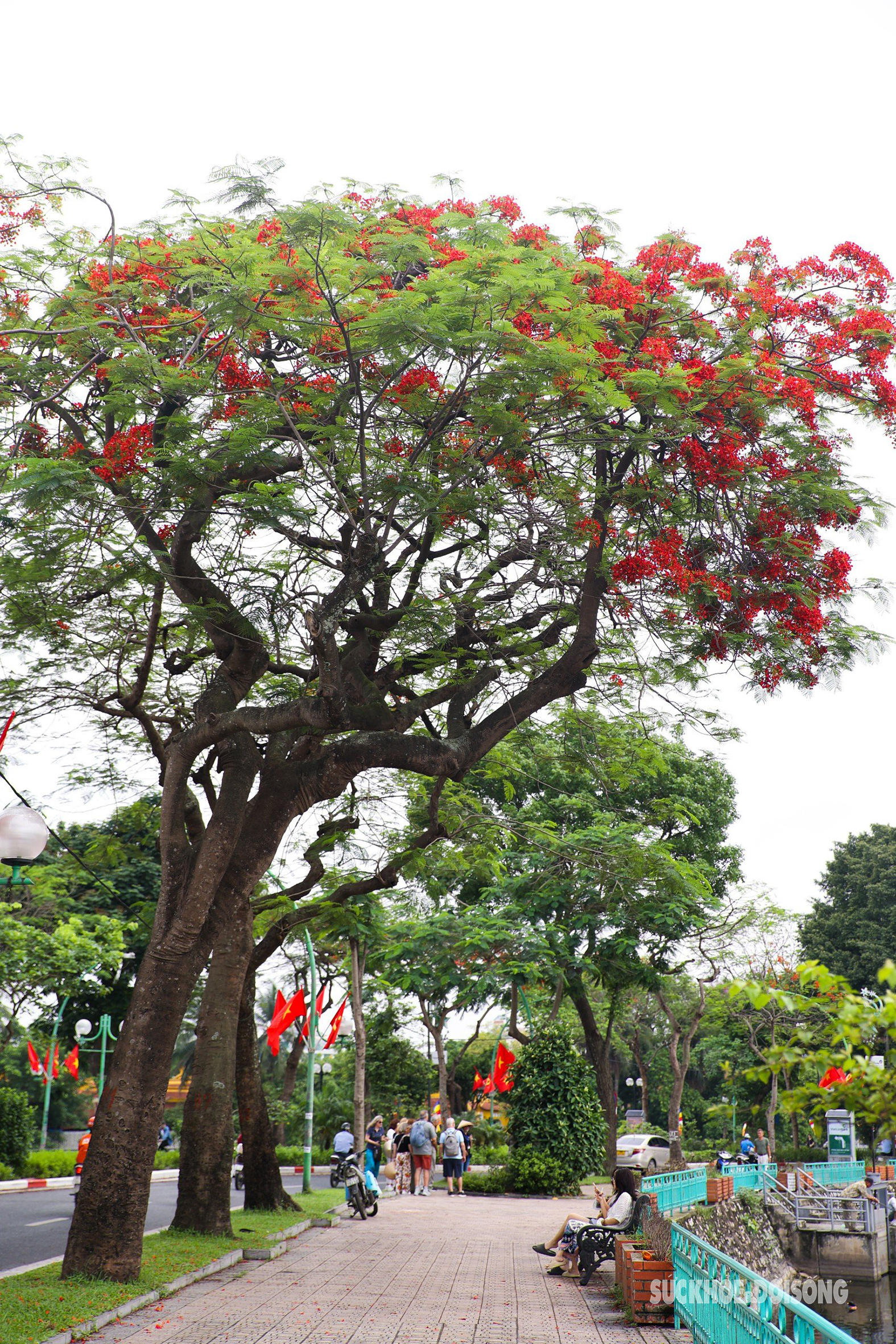 Hoa phượng 'thắp lửa' phố phường Hà Nội- Ảnh 8.