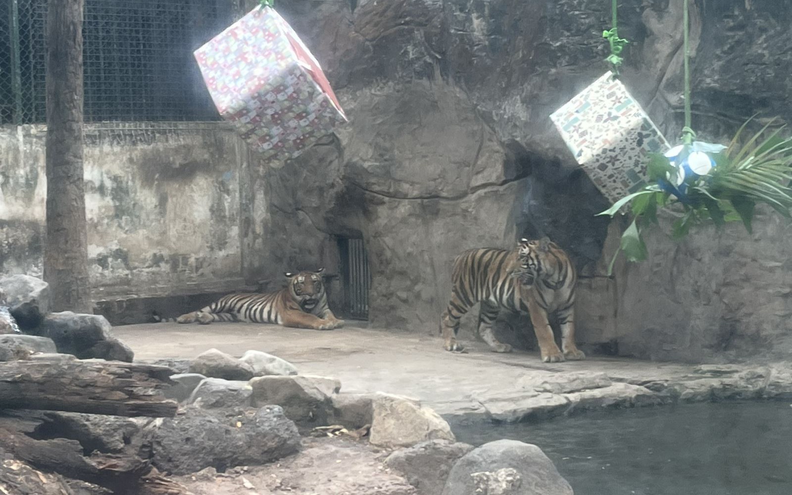 Du khách thích thú dự sinh nhật hai chú hổ tại Thảo cầm viên Sài Gòn