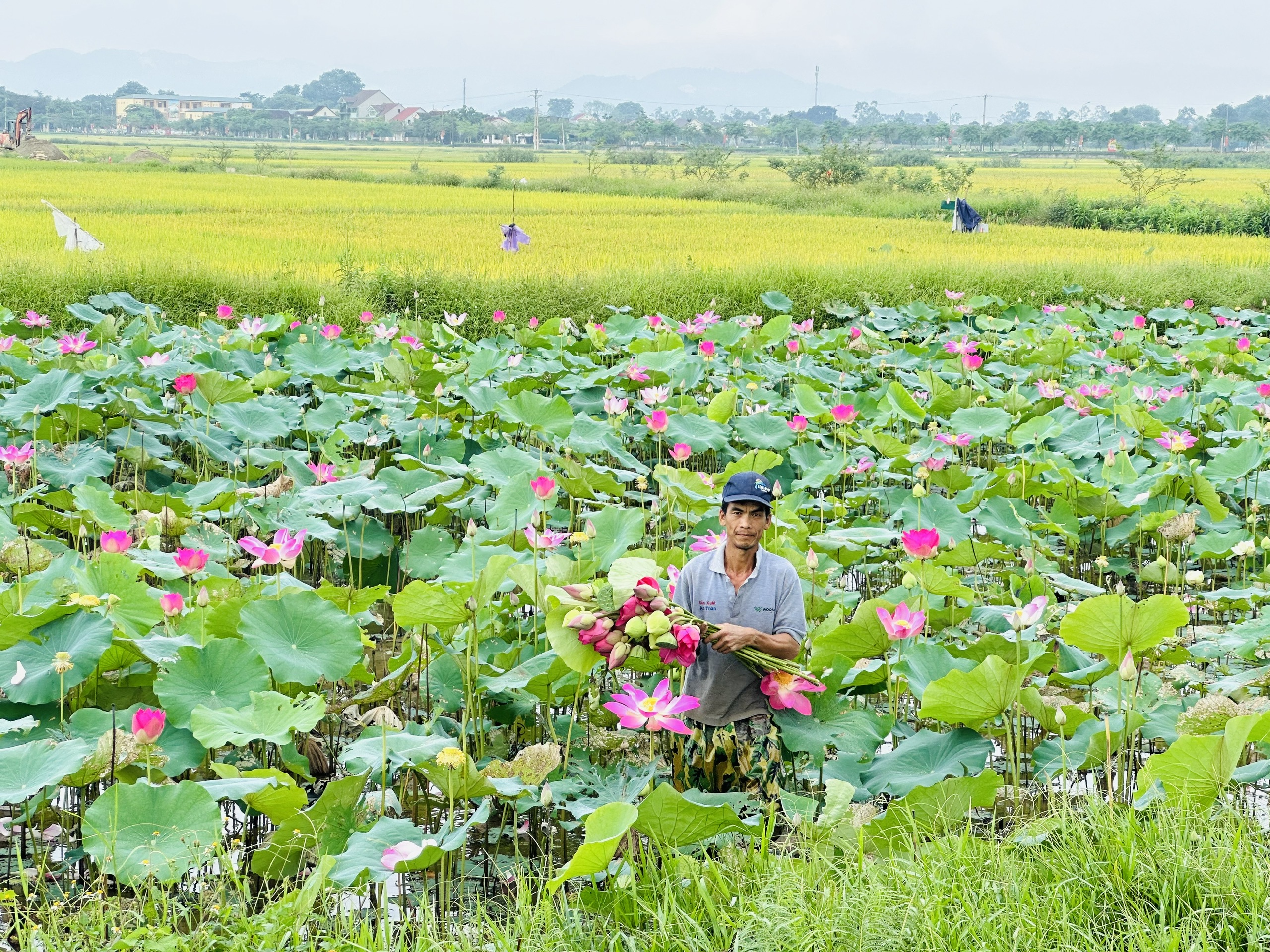 Kim Liên mùa sen nở- Ảnh 4.