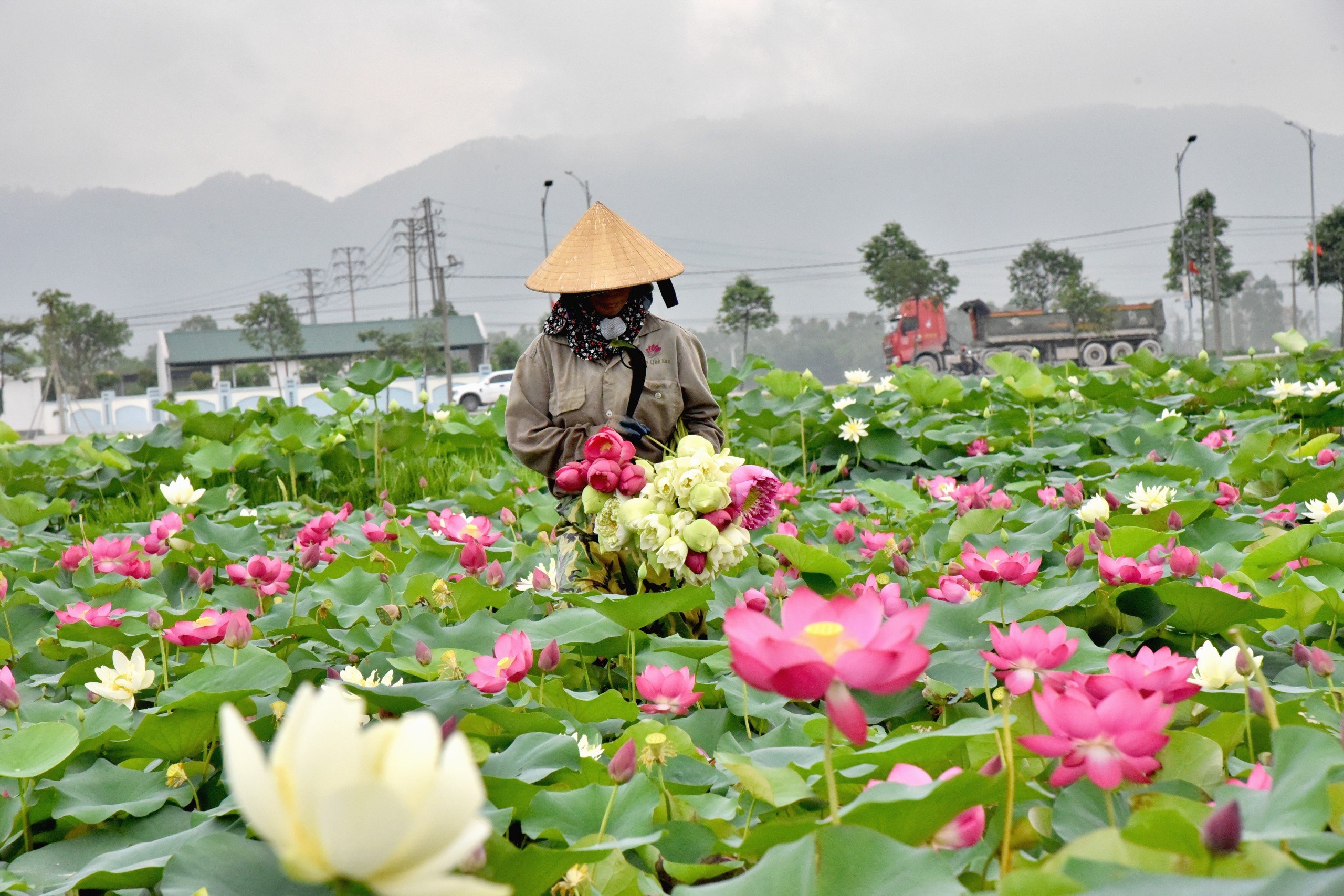 Kim Liên mùa sen nở- Ảnh 6.