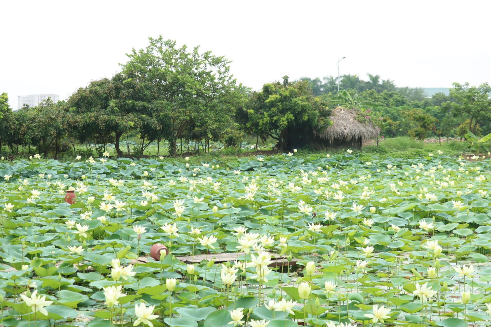 Kim Liên mùa sen nở- Ảnh 1.