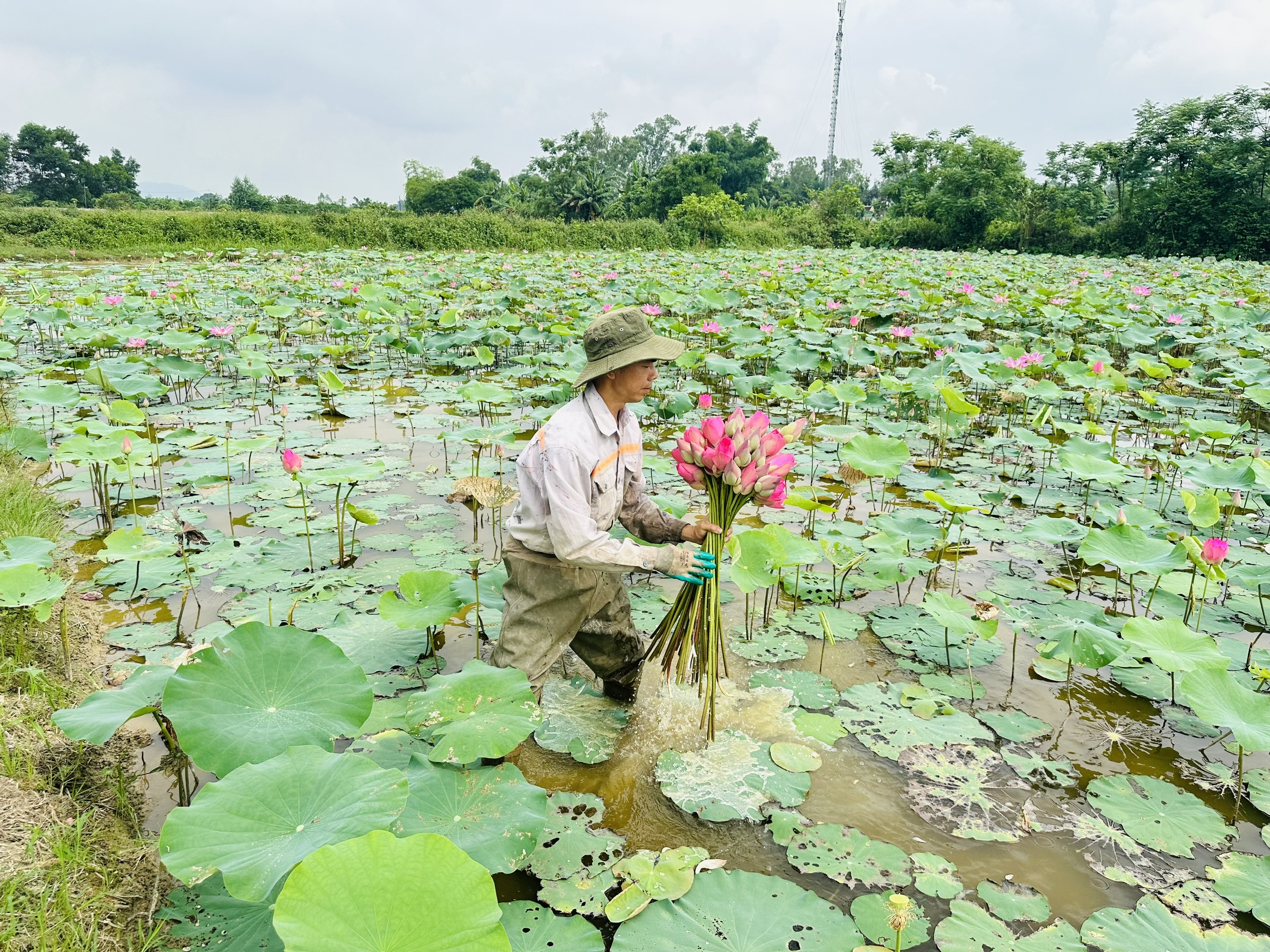 Kim Liên mùa sen nở- Ảnh 3.