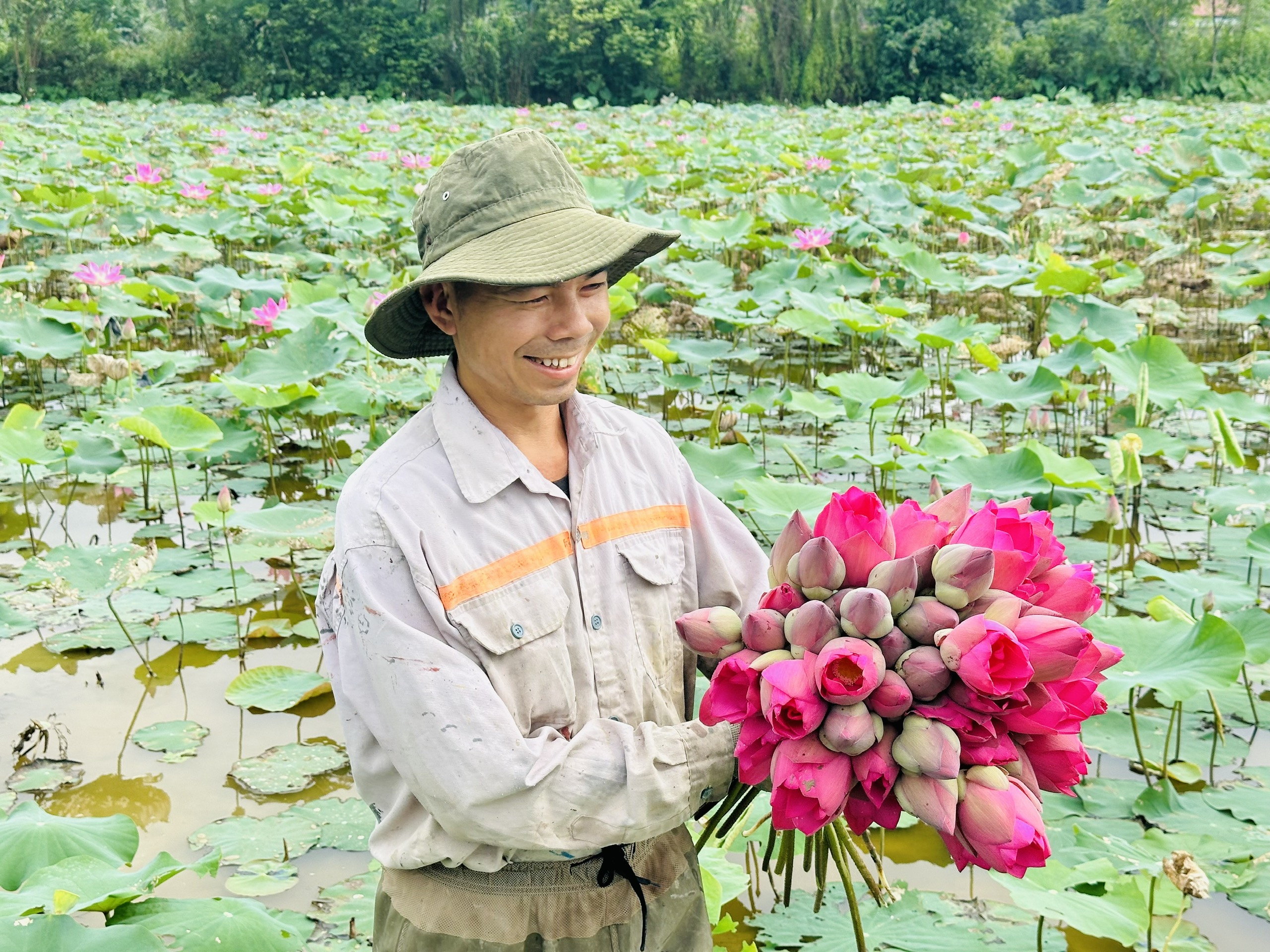 Kim Liên mùa sen nở- Ảnh 2.