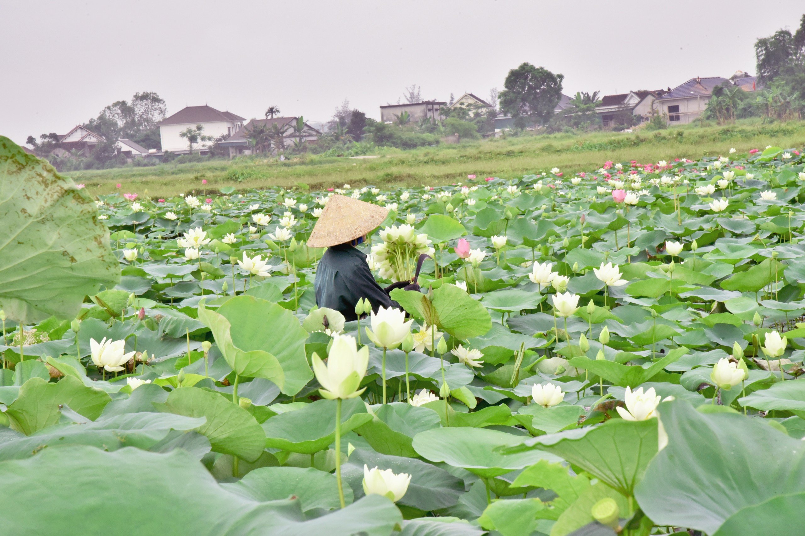 Kim Liên mùa sen nở- Ảnh 12.