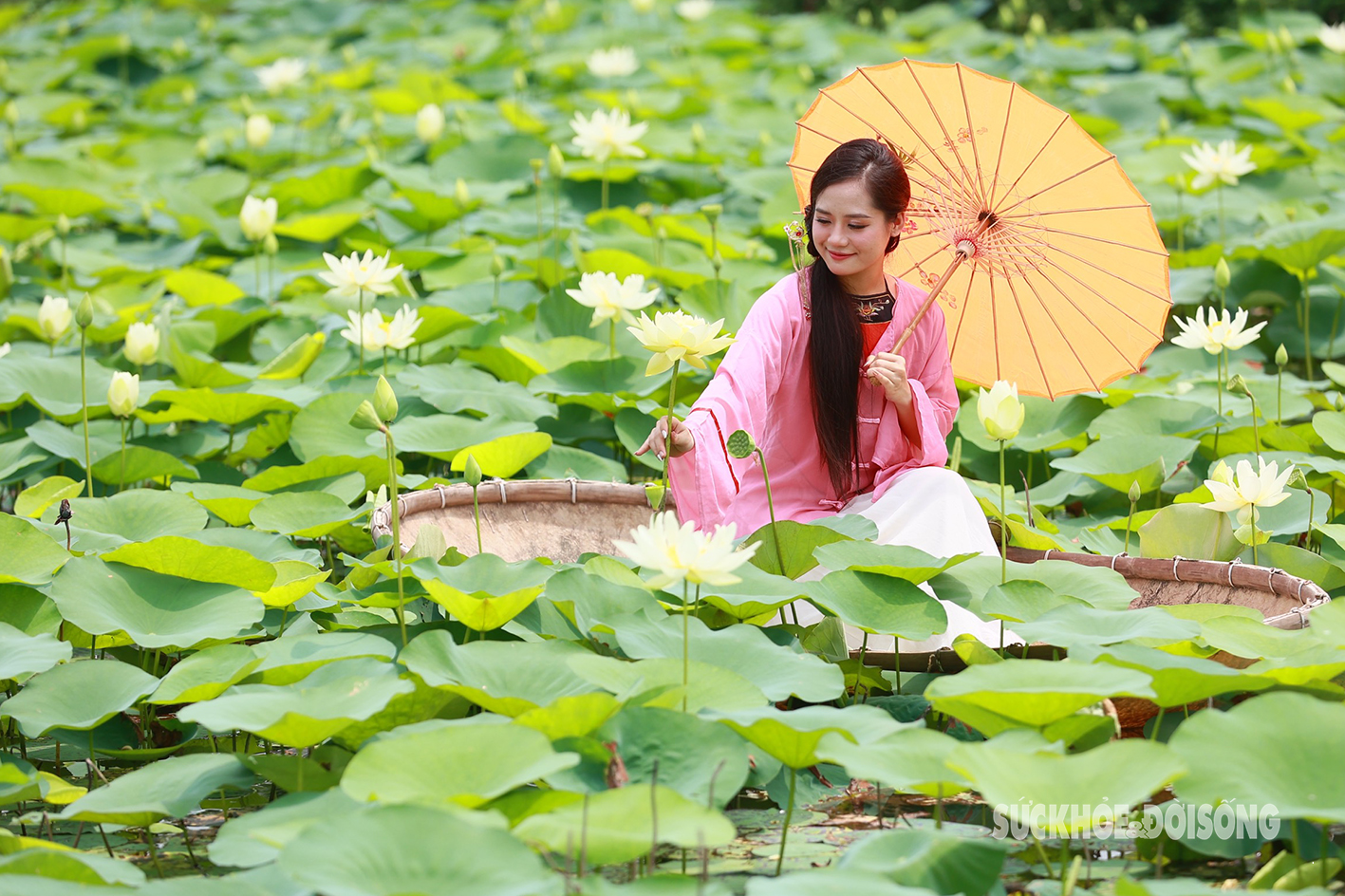 Thiếu nữ Hà Thành xúng xính xiêm áo chụp ảnh bên hoa sen trắng- Ảnh 6.