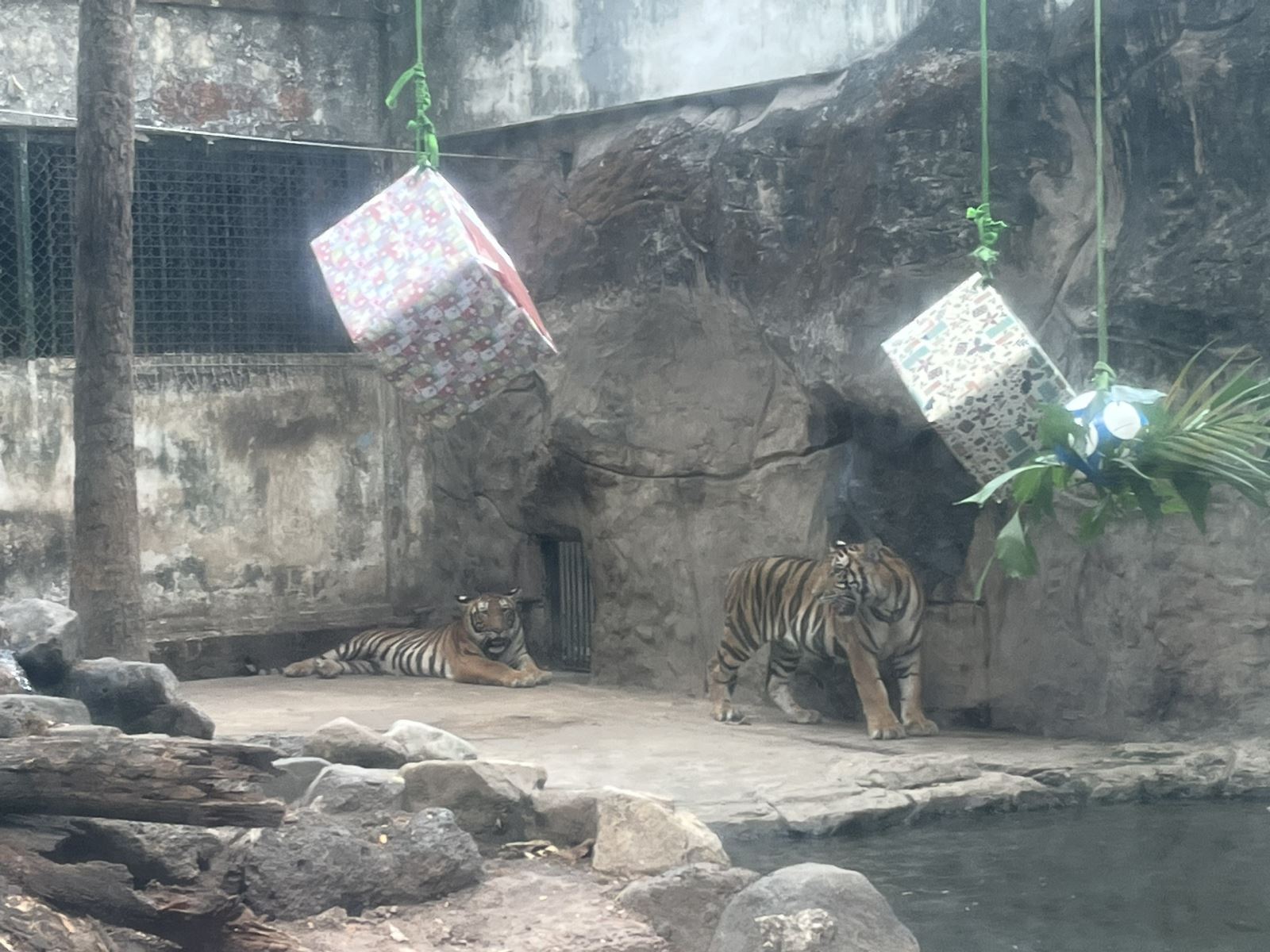 Du khách thích thú dự sinh nhật hai chú hổ tại Thảo cầm viên Sài Gòn- Ảnh 2.