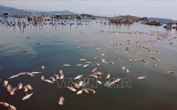 Tôm hùm, cá chết hàng loạt tại thị xã Sông Cầu