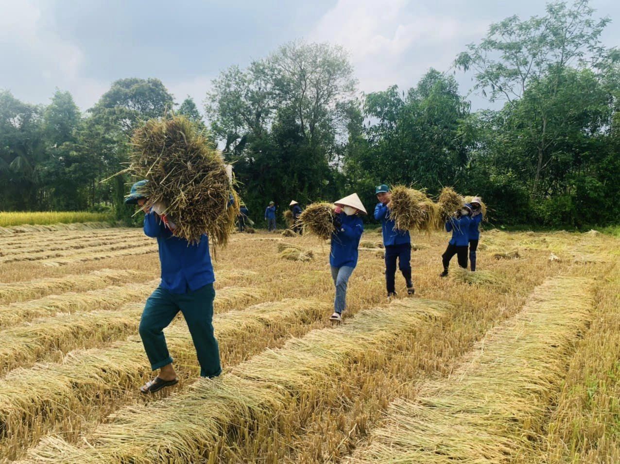 Thanh niên tình nguyện giúp dân thu hoạch lúa mùa- Ảnh 1.