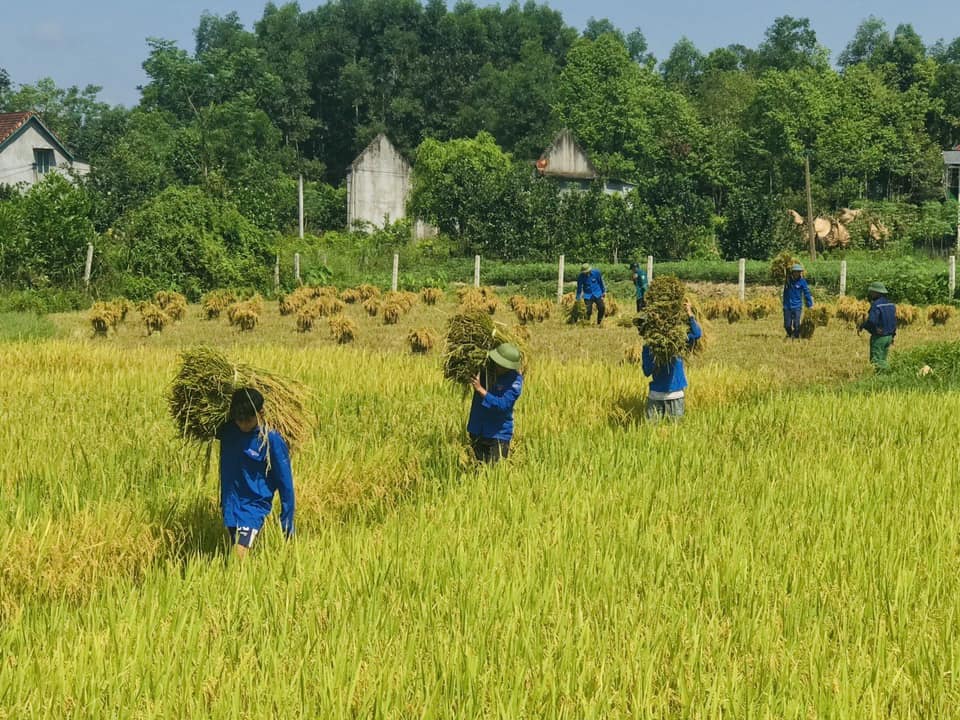 Thanh niên tình nguyện giúp dân thu hoạch lúa mùa- Ảnh 2.