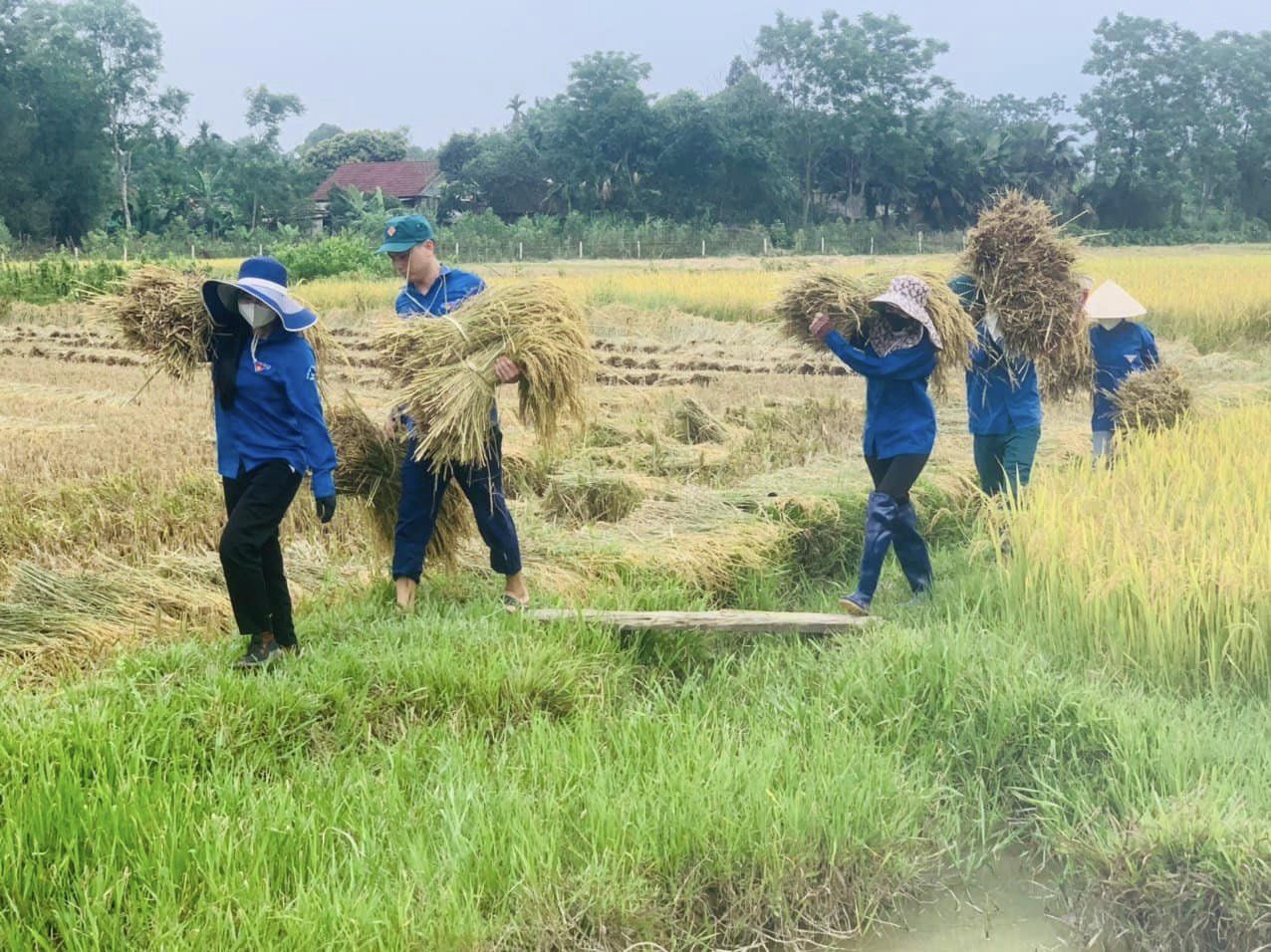 Thanh niên tình nguyện giúp dân thu hoạch lúa mùa- Ảnh 3.