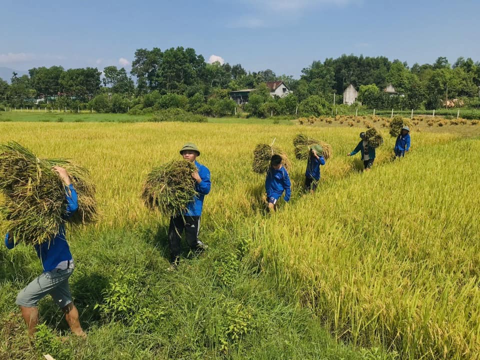 Thanh niên tình nguyện giúp dân thu hoạch lúa mùa- Ảnh 5.