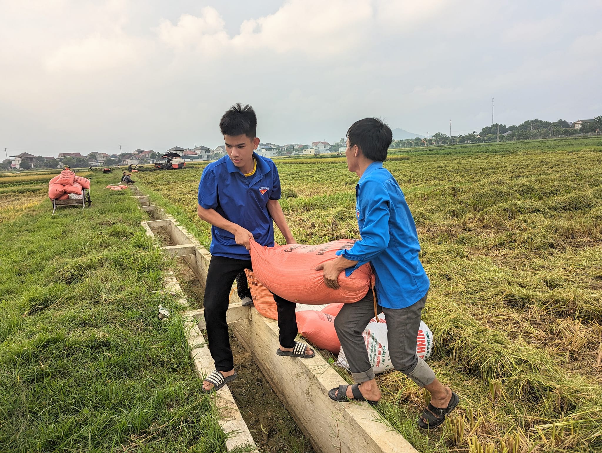 Thanh niên tình nguyện giúp dân thu hoạch lúa mùa- Ảnh 7.