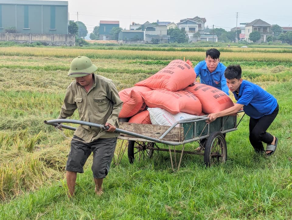 Thanh niên tình nguyện giúp dân thu hoạch lúa mùa- Ảnh 8.