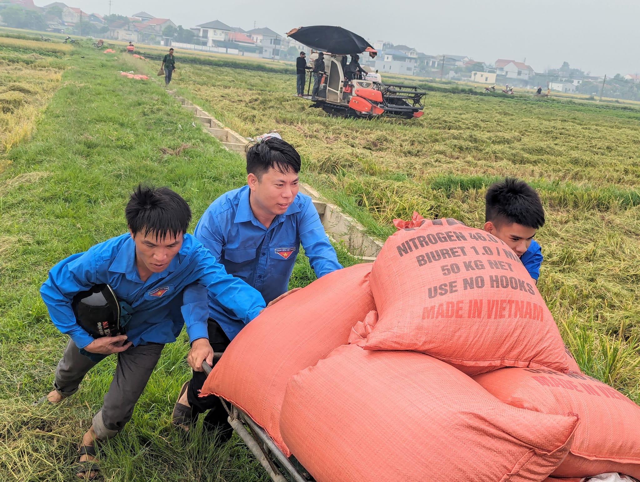 Thanh niên tình nguyện giúp dân thu hoạch lúa mùa- Ảnh 9.