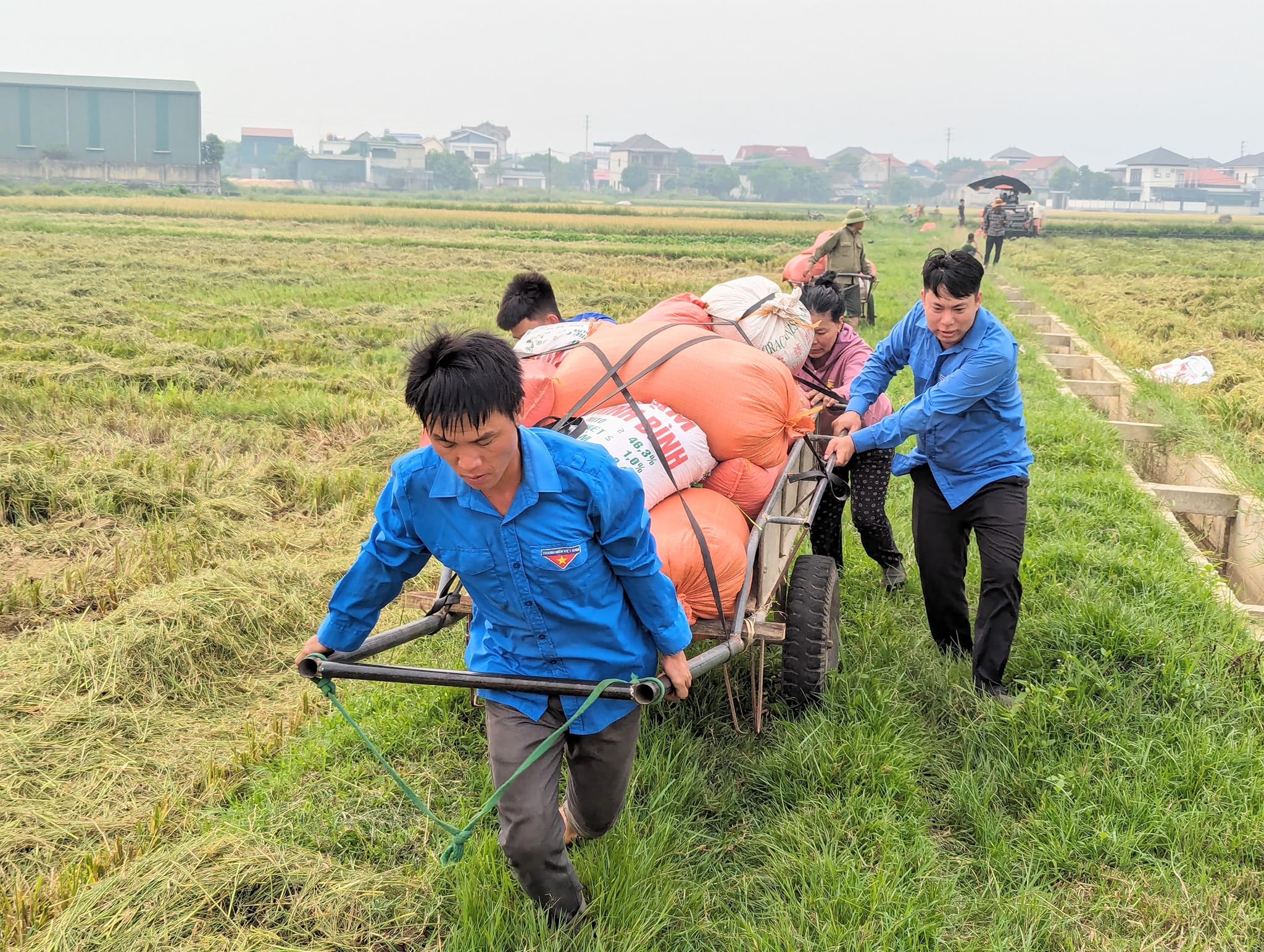 Thanh niên tình nguyện giúp dân thu hoạch lúa mùa- Ảnh 10.