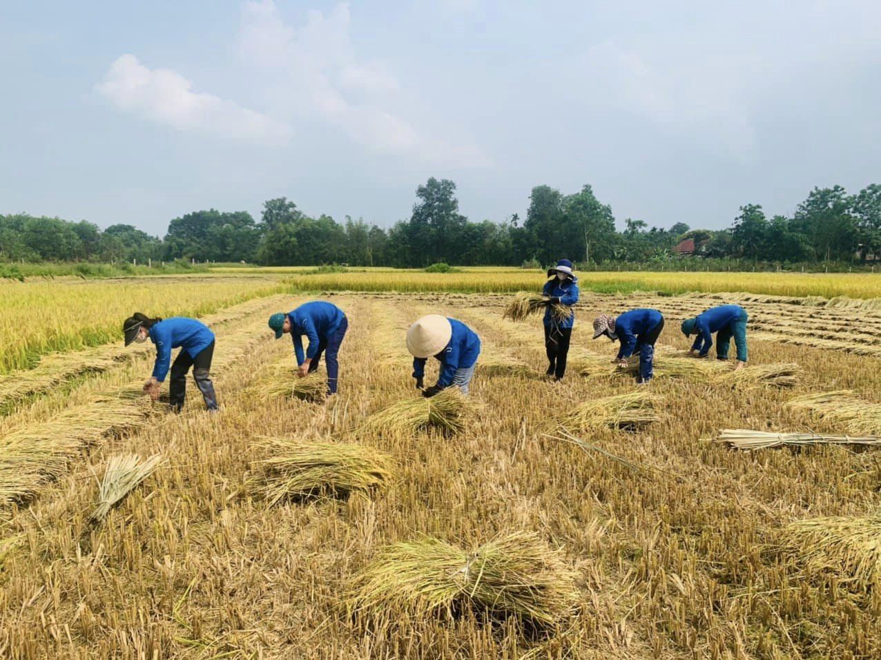 Thanh niên tình nguyện giúp dân thu hoạch lúa mùa- Ảnh 4.