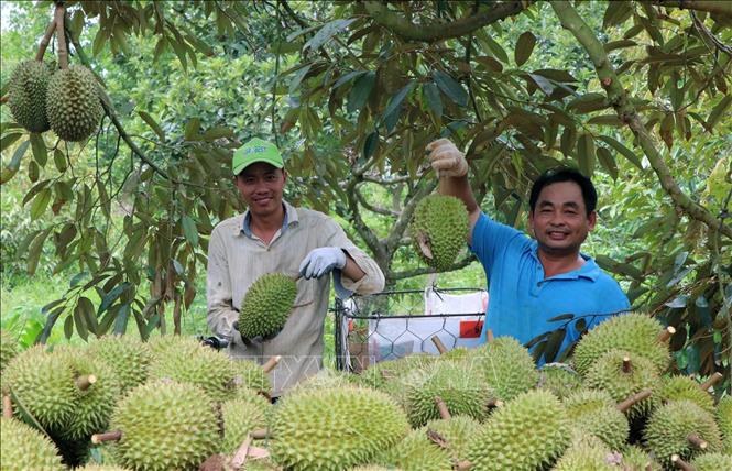 Sầu riêng mất mùa, giá tăng- Ảnh 1.