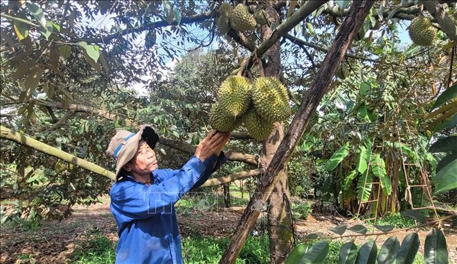 Sầu riêng mất mùa, giá tăng- Ảnh 2.